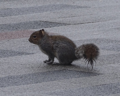 Sciurus carolinensis