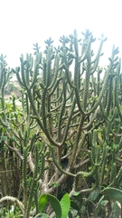 Austrocylindropuntia