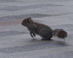 Sciurus carolinensis