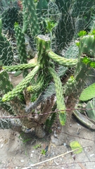 Austrocylindropuntia