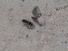 Stictia