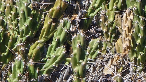 Big Bend Club-cholla (Grusonia aggeria)