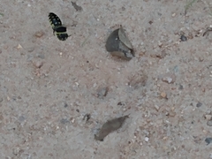 Stictia