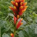 Aphelandra lyrata Nees