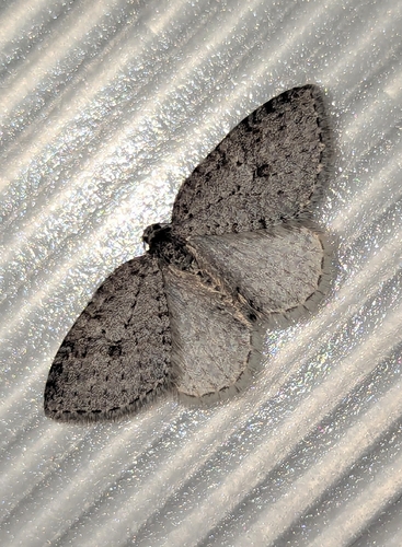 Venusia duodecemlineata photo 3