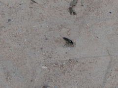 Stictia