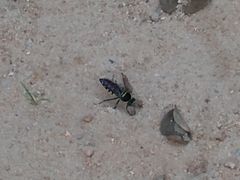 Stictia