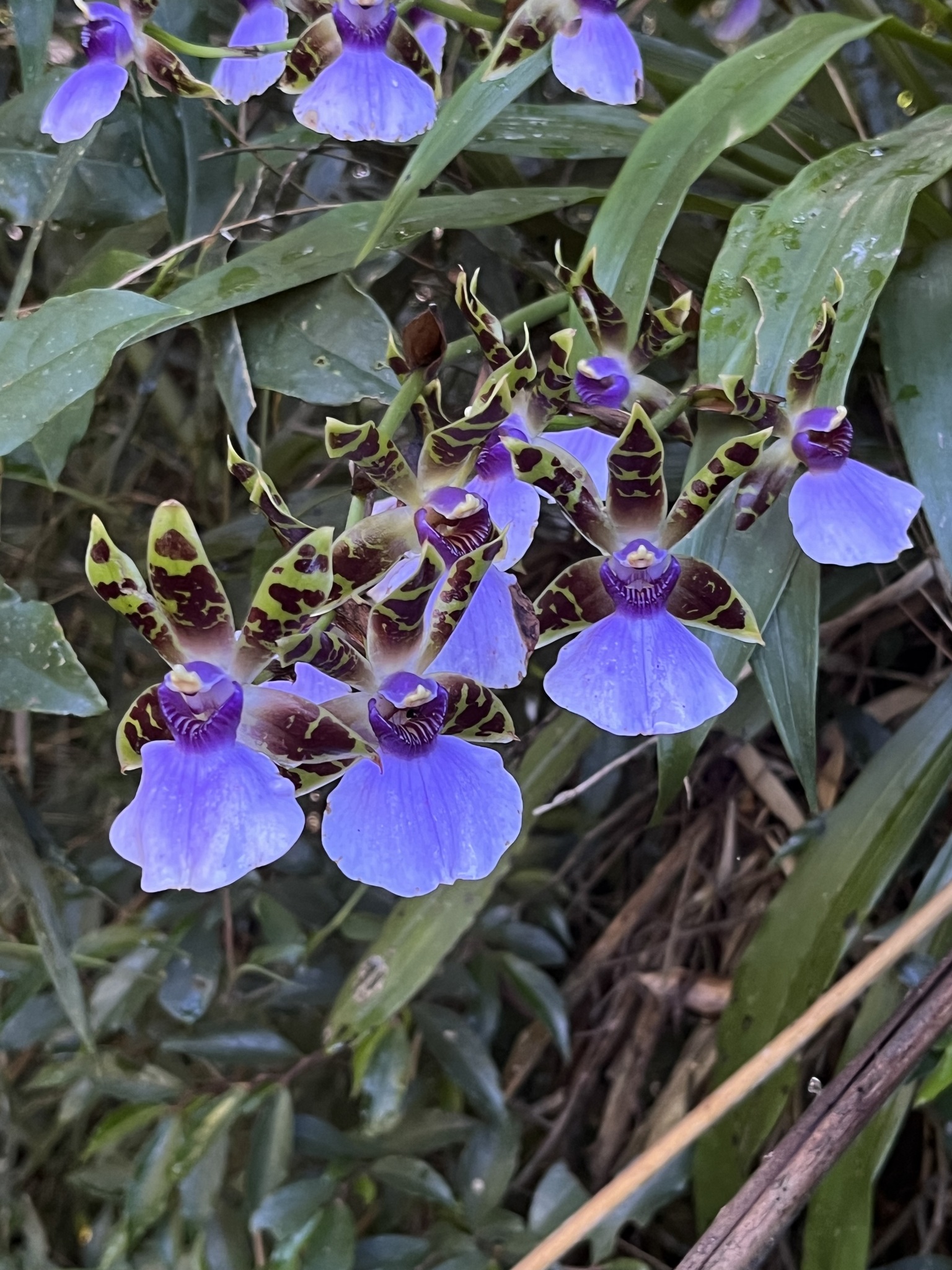 Zygopetalum maxillare