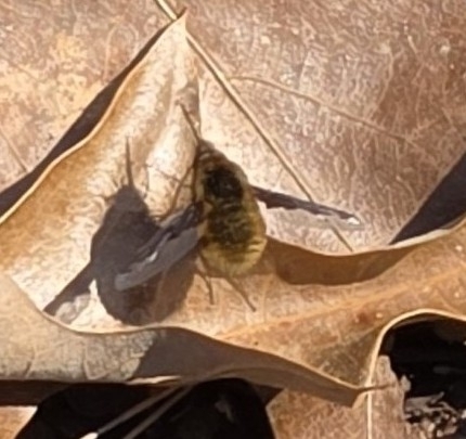 Unknown species found near CONCORD FARR, TN 37922, USA