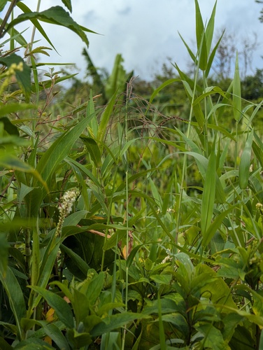 Leptochloa virgata observed 2026-03-22
