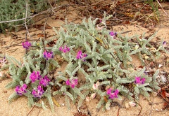 Oxytropis lanata