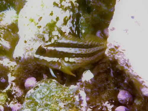 Giant blenny (Scartichthys gigas) — Blenniidae — 5