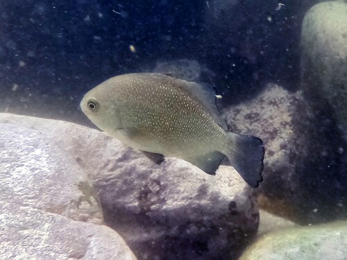 Ancieta sea chub (Medialuna ancietae) — Kyphosidae