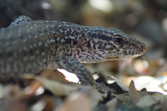 Callopistes maculatus