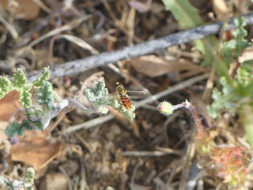 Unknown species found near Los Angeles County, CA, USA