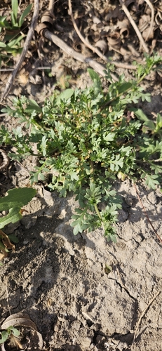 Lepidium oblongum, photograph 5