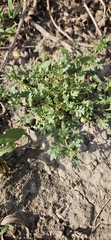 Lepidium oblongum, photograph (c) Robert Hoard, some rights reserved (CC BY)