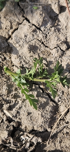 Lepidium oblongum, photograph 6