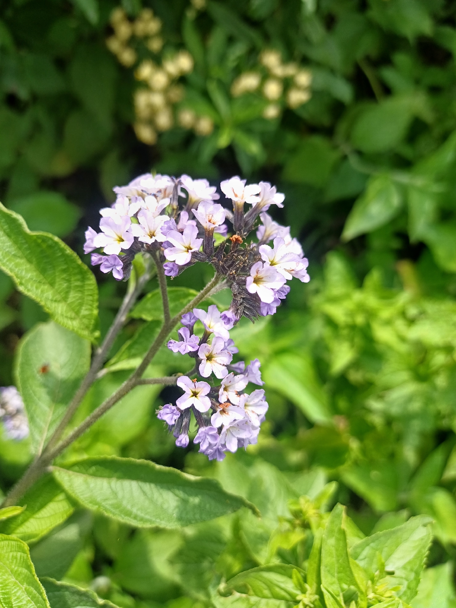 Garden Heliotrope (Heliotropium arborescens)