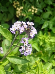 Garten-heliotrop (Heliotropium arborescens)