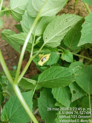 Foto de camapu