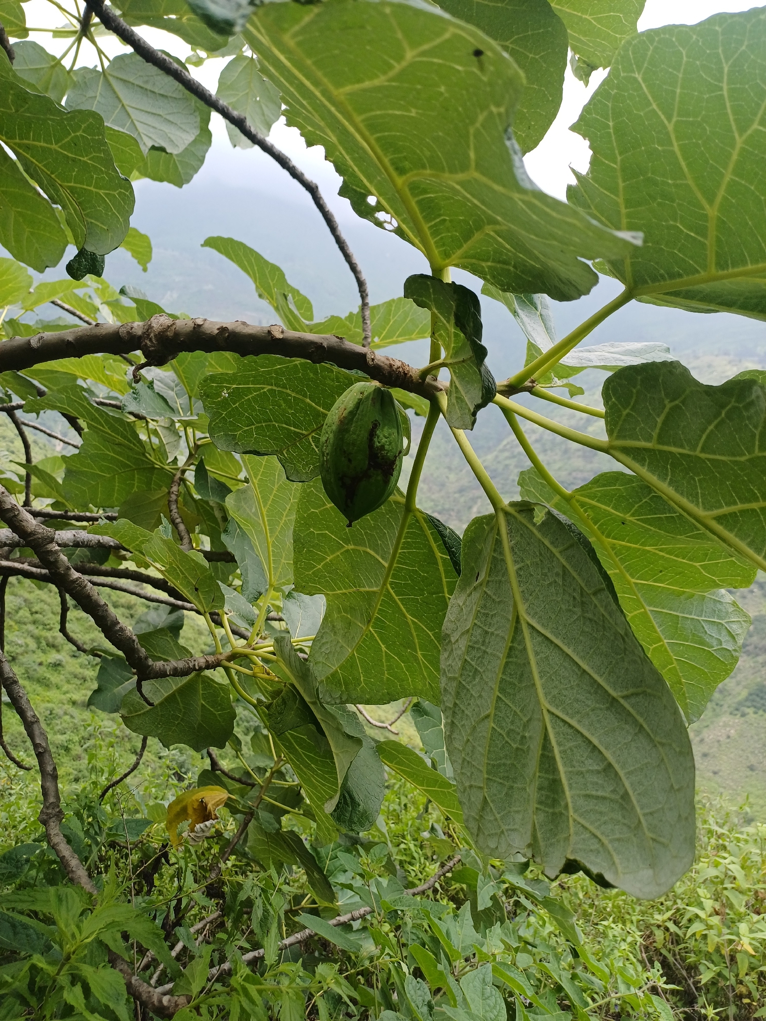 Mountain Papaya (Vasconcellea candicans)