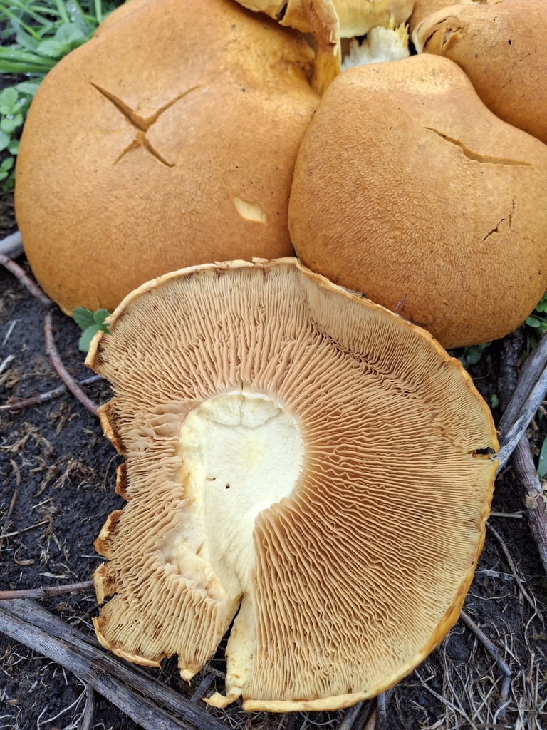Gymnopilus junonius · March 2026 · photo: © melwhiting (iNaturalist, cc-by)