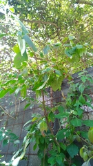 Capsicum rhomboideum