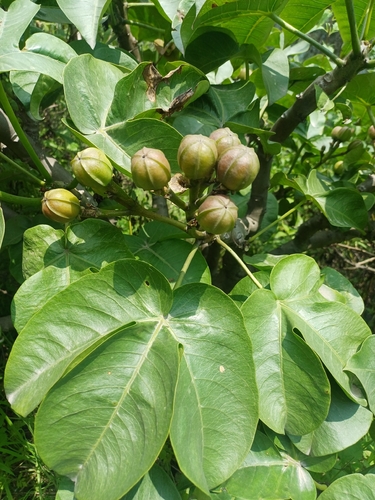 Jatropha macrantha Müll.Arg.