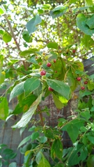 Capsicum rhomboideum