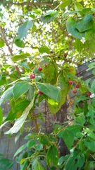 Capsicum rhomboideum