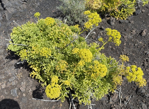 Canary Samphire (Astydamia latifolia)