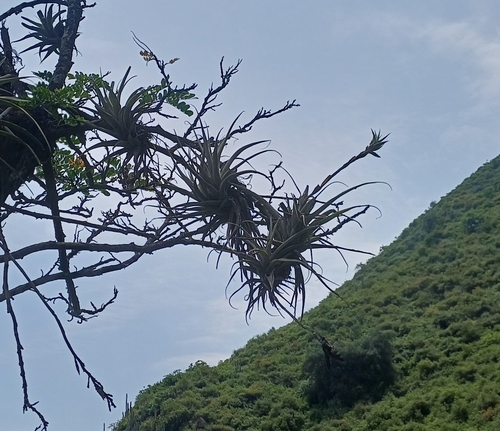 Tillandsia latifolia, photograph 3