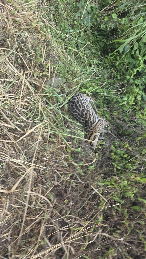 Central American Ocelot