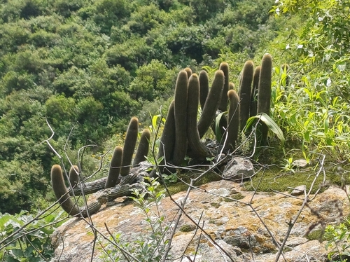 Haageocereus pseudomelanostele