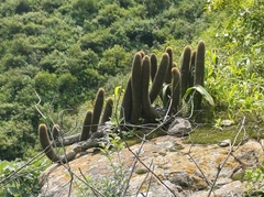Haageocereus pseudomelanostele