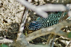 Liolaemus nigroviridis