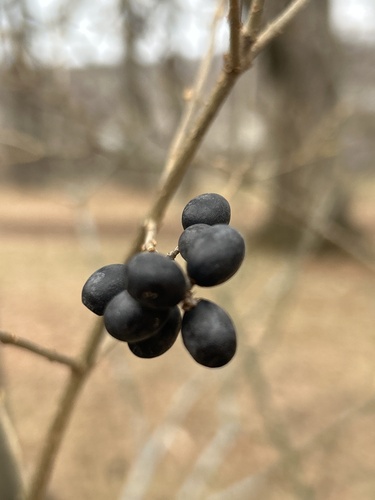 Ligustrum tschonoskii iNat (3)