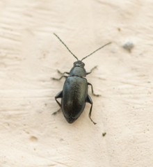 Phyllotreta nigripes