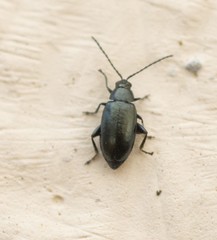 Phyllotreta nigripes