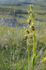 Ophrys insectifera aymoninii