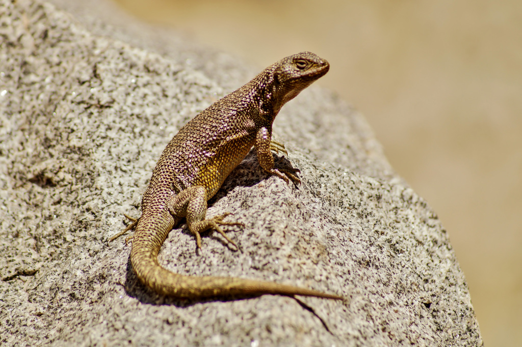El Plomo Smooth-Throated Lizard