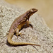 El Plomo Smooth-throated Lizard - Photo (c) Hederd Torres García, some rights reserved (CC BY-NC), uploaded by Hederd Torres García