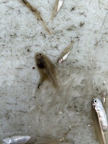 Bay whiff (Citharichthys spilopterus) — Paralichthyidae