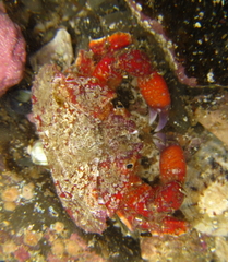 Eurynolambrus australis