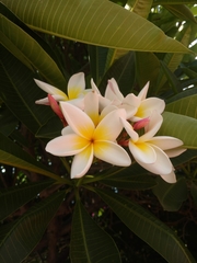 Plumeria rubra