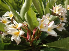 Plumeria rubra