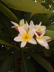 Plumeria rubra