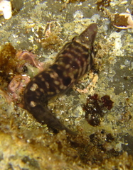Urchin Clingfish photo 1