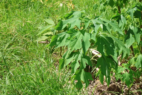 Mexican sunflower (Tithonia diversifolia)